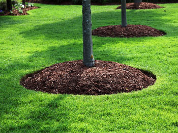 Мульчирование приствольных кругов у деревьев в саду