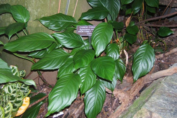 Растение воздухоочиститель Аглаонема скромная - Aglaonema modestum