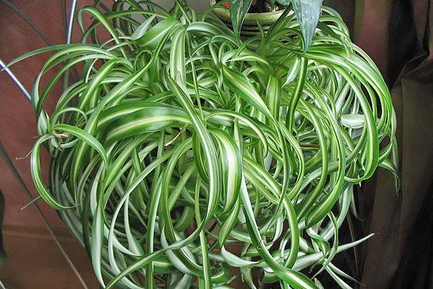 Растение воздухоочиститель Хлорофитум хохлатый - Chlorophytum comosum