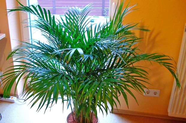 Растение воздухоочиститель Хризалидокарпус желтоватый - Chrysalidocarpus lutescens