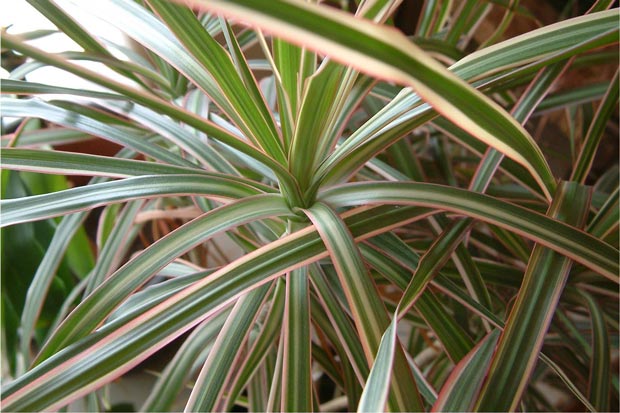 Растение воздухоочиститель Драцена окаймленная - Dracaena marginata