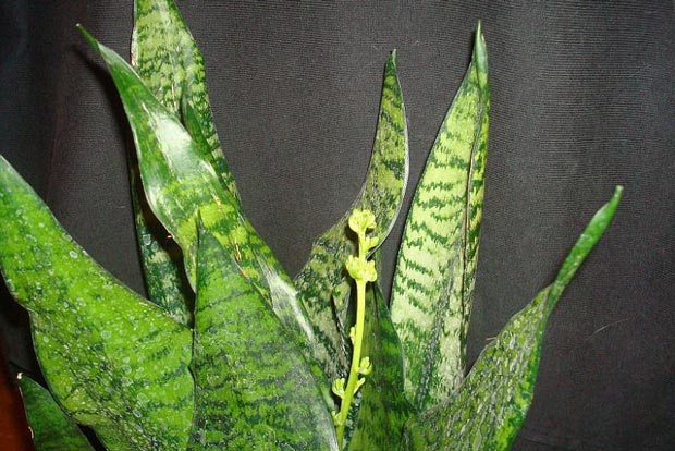 Растение воздухоочиститель Сансевьера трехполосная - Sansevieria trifasciata