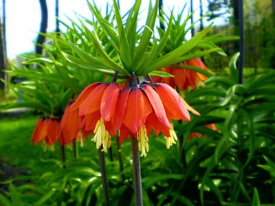 Рябчик (Fritillaria)