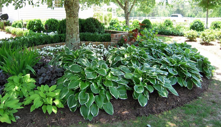 Тенелюбивые растения в саду фото