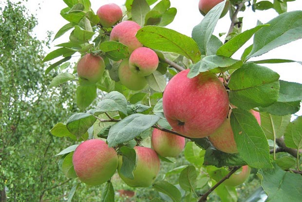 Урожай яблок в саду