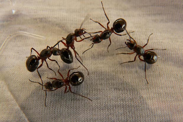 Избавиться от муравьев на садовом участке