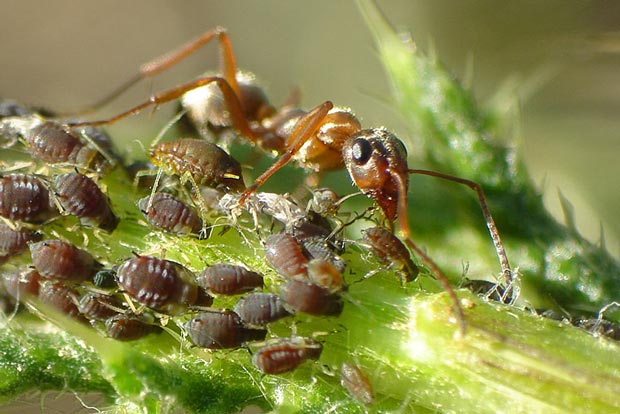 Почему муравьи оберегают тлю