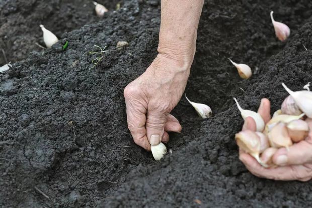 Как посадить озимый чеснок