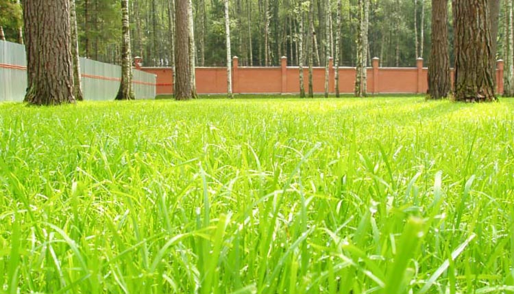 Зеленый газон в саду