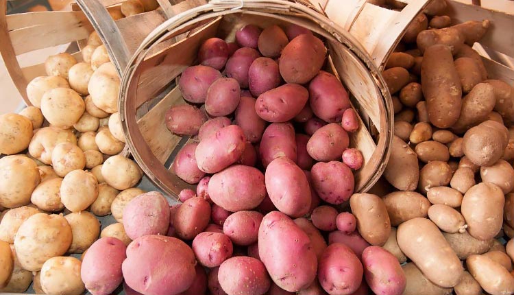 Как вырастить хороший урожай картофеля