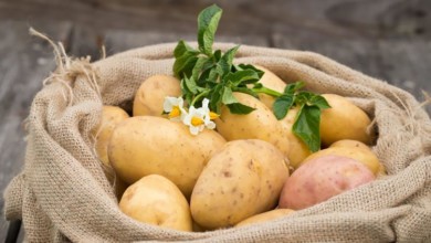 Размножение картофеля семенами