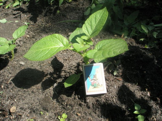 агротехника выращивания картофеля из семян - agrotekhnika vyraschivaniya kartofelya iz semyan