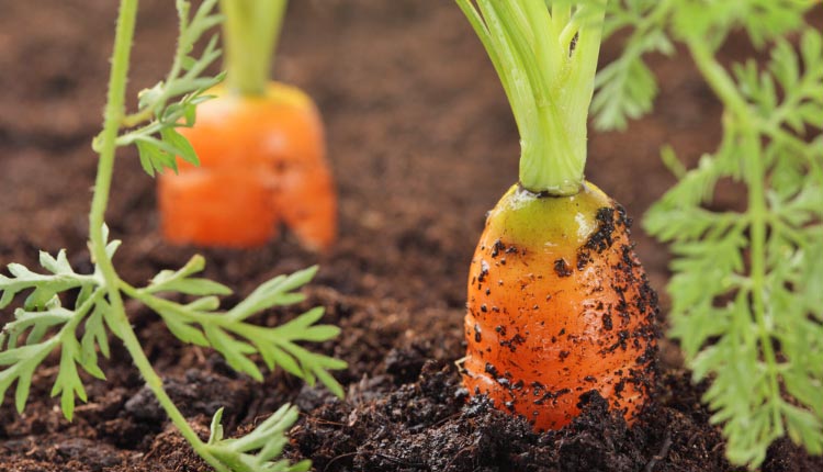 Какую почву любит морковь: какая земля нужна для посадки, как правильно сделать грядки, а также как осуществить полную подготовку грунта