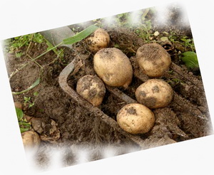 как сохранить урожай картошки - kak_sokhranit_urozhaj_kartoshki