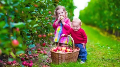 Сбор урожая яблок в саду