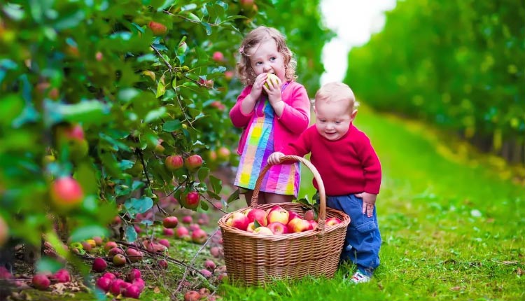 Сбор урожая яблок в саду