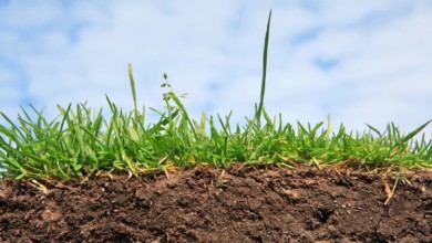 Как повысить плодородие почвы