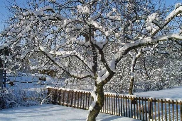 Наблюдение за ходом зимовки деревьев