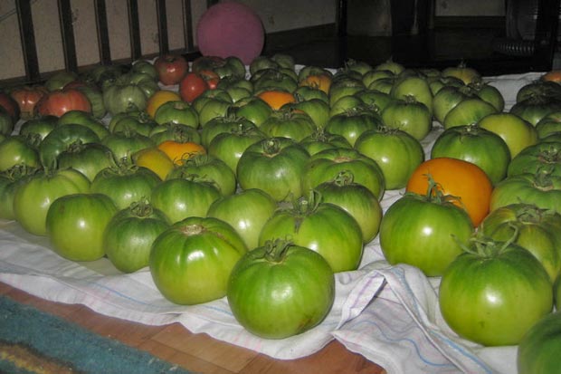 Дозревание томатов после уборки