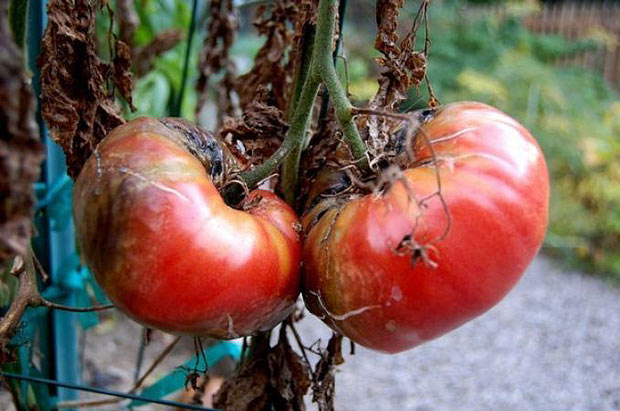 Как бороться с фитофторой помидор