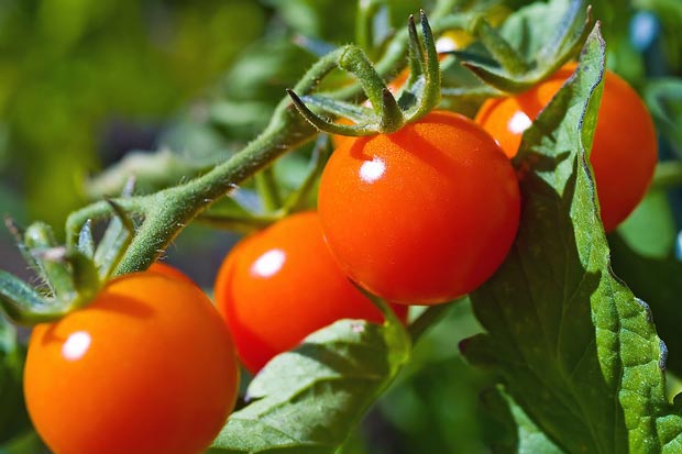 Как сохранить помидоры до января свежими