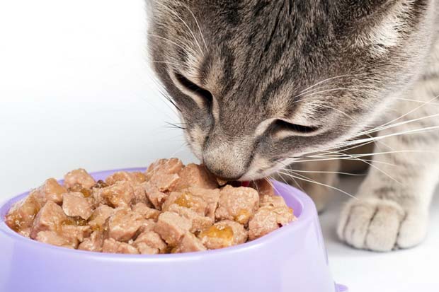 Как кота перевести на домашнюю еду