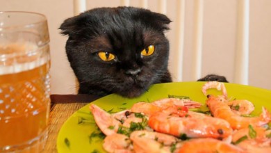 Как кота приучить к домашней еде