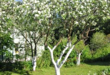 Весенняя обработка садовых деревьев