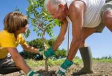 Подготовка почвы и посадка фруктовых деревьев
