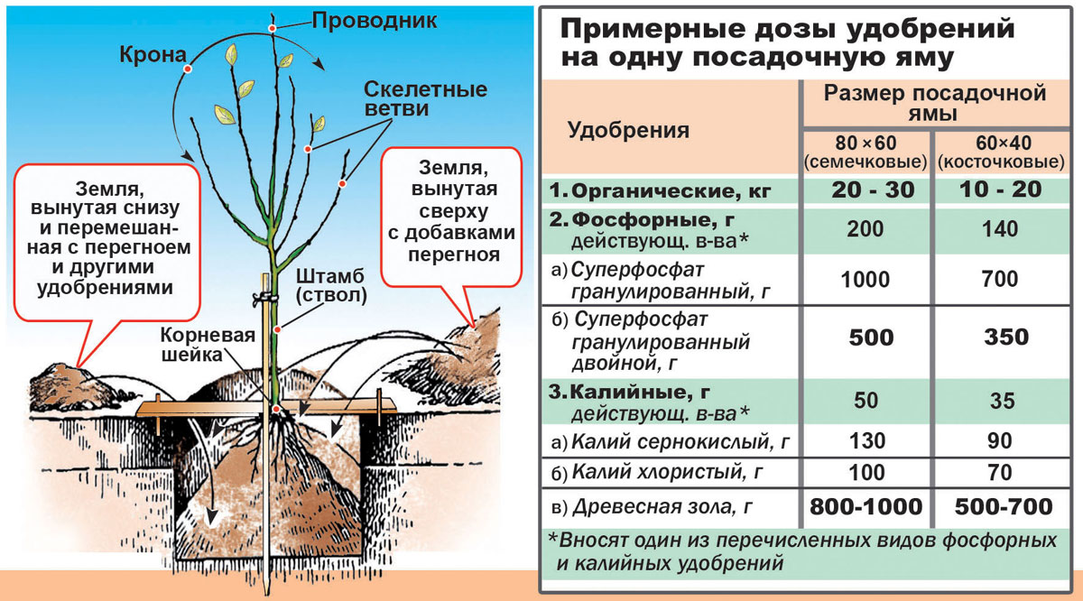 Примерные дозы удобрений на одну посадочную яму